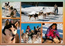 Animaux chiens husky d'occasion  Fruges