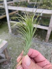 Tillandsia araujei closed for sale  Paducah