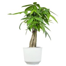 Money tree houseplant for sale  Chicago
