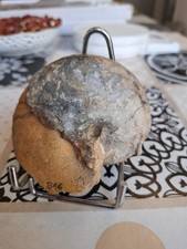 Nautilus fossilien gebraucht kaufen  Xanten
