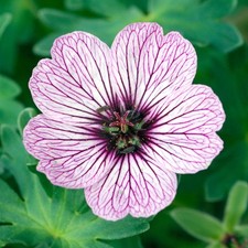 Geranium ballerina hardy for sale  UK