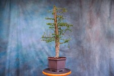 elephant ears tree for sale elephant ears tree for sale North Fort Myers