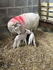 raw sheep wool for sale  CARMARTHEN