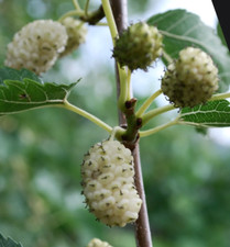 Morus alba gelso usato  Napoli