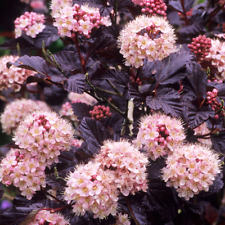 Physocarpus lady red for sale  UK
