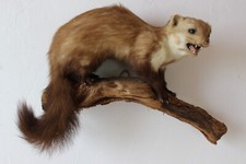 Steinmarder erhaltenes tierpr� gebraucht kaufen  Kesseling