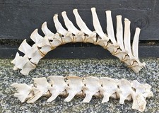 Sheep vertebrae spine for sale  PLYMOUTH