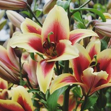 Easy grow lilium for sale  Milwaukee