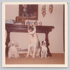 Foto instantânea encontrada vintage 3 cachorros poodle pastor alemão Boston Terrier década de 1960 comprar usado  Enviando para Brazil