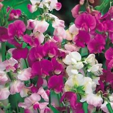 Lathyrus latifolius everlastin for sale  HAILSHAM
