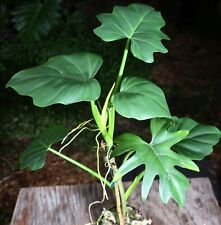 Philodendron radiatum plant for sale  Hollywood