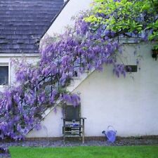 Japanese wisteria floribunda for sale  Staten Island