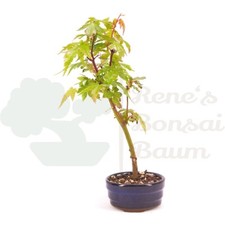 Bonsai fächer ahorn gebraucht kaufen  Halle