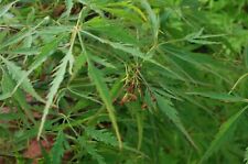 Japanese maple waterfall for sale  USA