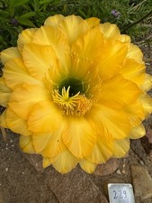 Ibrido trichocereus ka2020.58. usato  Spedire a Italy
