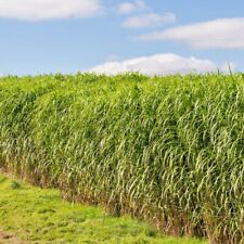 Switchgrass seeds native for sale  Wichita