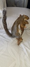 Mounted dont miss for sale  SOUTHAMPTON