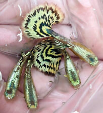 Trio live guppy for sale  Bakersfield
