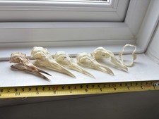 dogfish for sale  RICHMOND
