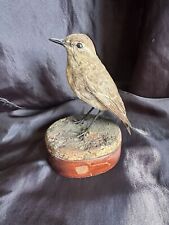 Taxidermy victorian isabeline for sale  COVENTRY