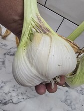 Elephant garlic bulbs for sale  SOUTHAMPTON