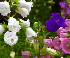 Canterbury bells mix for sale  DEWSBURY