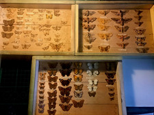 Vintage boxes specimens for sale  BRIDGWATER
