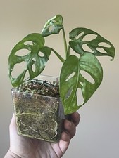 Monstera deliciosa swiss for sale  Fort Lauderdale
