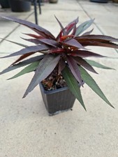 Crimson bonfire copper for sale  GRIMSBY