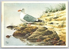 Vintage postcard seagull for sale  Concord