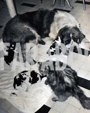 Vintage animali cani usato  Roma
