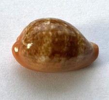 Coquillage cyprae zonaria d'occasion  Mandelieu-la-Napoule