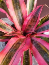 Crypthanus baron bromeliad for sale  Saint Petersburg