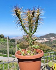 Vaso 9cm pianta usato  Barcellona Pozzo di Gotto