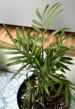 Bergpalme chamaedorea elegans gebraucht kaufen  Mainz