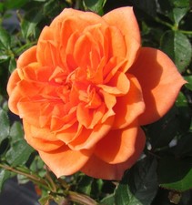 Honeybun 5.5lt potted for sale  SPALDING