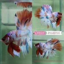 Pez Betta Tropical Vivo -- Caramelo Metálico Media Luna Macho segunda mano  Embacar hacia Mexico