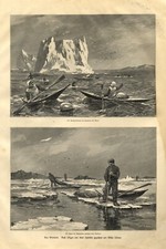 Grönland robbenjagd 1901 gebraucht kaufen  Waldburg