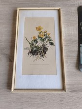 Sumpfdotterblume kunstdruck wa gebraucht kaufen  Bad Münstereifel
