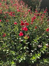 Organic live usa for sale  Sunnyvale