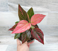 Aglaonema mojo red for sale  Reseda