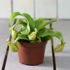 Nepenthes alata house for sale  UK
