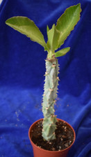 Euphorbia monadenium magnifica for sale  MILTON KEYNES