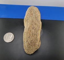 Permineralized partial fossil for sale  Belleville