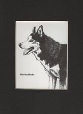 Siberian husky custom for sale  Tampa