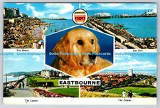 R738570 eastbourne dog for sale  WARLINGHAM