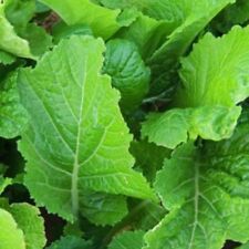 Florida broadleaf mustard for sale  Deltona