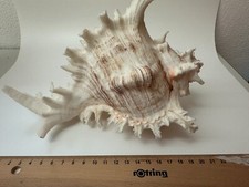 Riesen der strandmuschel gebraucht kaufen  Germering
