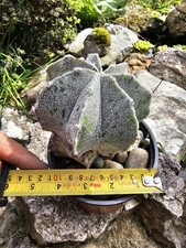 Astrophytum myriostigma capric for sale  GARNDOLBENMAEN
