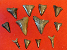 bulk shark teeth for sale bulk shark teeth for sale Myrtle Beach